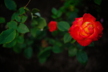 cinematic summer garden. Beautiful background of red flowers buds on green, natural roses backdrop outdoors