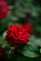 Beautiful red rose flower in the field cinematic evening light