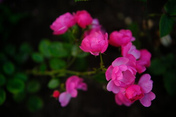 Beautiful pink and green rose flower in the field. cinematic. pick rose flowers summer garden 