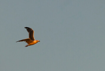 Seagull flying in the blue sky of Saintes Maries de la Mer, France