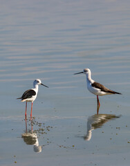 Two black winged stilts wading in shallow water in Saintes Maries de la Mer, Camargue, France