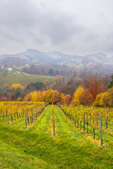 Fototapeta premium Vineyards covering rolling hills in Styria, Austria during autumn season