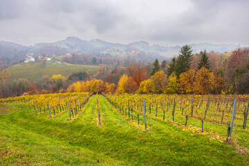 Fototapeta premium Vineyards covering rolling hills in Styria, Austria during autumn season