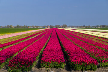 Long converging rows of colorful tulips create a stunning visual display in a Dutch field