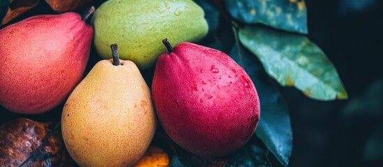 A vibrant collection of diverse pear varieties with water droplets on foliage