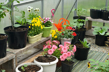 Still life with vegetable seedlings and flowers of petunia in pots in garden greenhouse. Spring and...