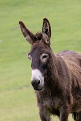 Dark brown donkey standing in a green field in Slovakia