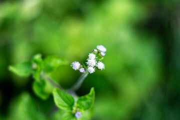 A cluster of small, delicate flowers, primarily white with pale purple accents