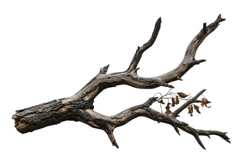 Dried Spooky Dead Tree Branch, Isolated on White or Transparent Background