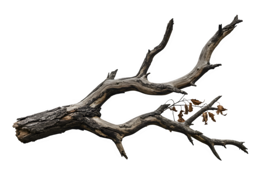 Dried Spooky Dead Tree Branch, Isolated on White or Transparent Background - Powered by Adobe