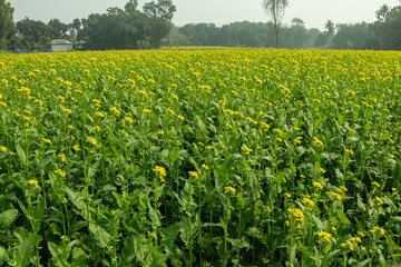 A yellow mustard field stretches like a golden sea beneath the open sky