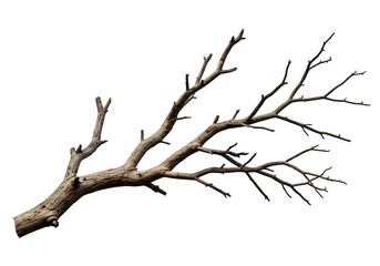 Dried Spooky Dead Tree Branch, Isolated on White or Transparent Background