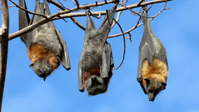 Grey-headed flying-foxes (Pteropus poliocephalus) hanging in a tree during the day, South Australia