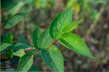Close up of vibrant green, Salvia leucantha Mexican Bush Sage leaves