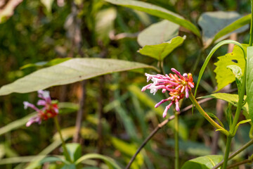 Delicate pink and white tubular flowers, likely Rauvolfia