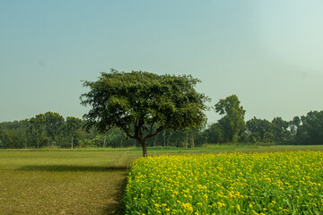 Yellow mustard field in full bloom, stretching across the firm