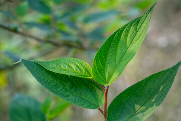 Vibrant green, the leaves of Salvia leucantha Mexican Bush Sage