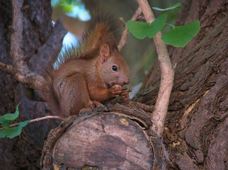 樹上で食事中のエゾリス / Hokkaido Squirrel Eating on a Tree