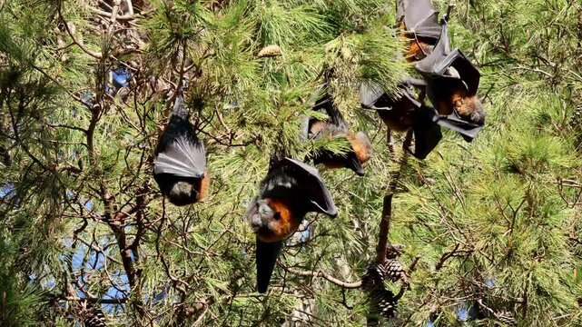 Grey-headed flying-foxes (Pteropus poliocephalus) hanging in a tree during the day, South Australia