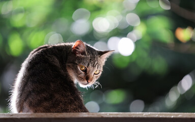 Tabby cat backlit looking over her shoulder with greenery in the background