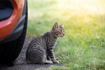 Tabby kitten sitting by orange car