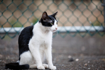 Feral cat sitting in a parking lot with a chain-link fence. 