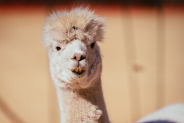 八ヶ岳のスキー場のアルパカ