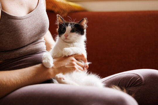 Black and white kitten sitting in woman's lap