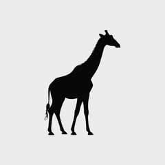 Fototapeta premium Black Silhouette of a Giraffe Standing on a Light Gray Background Simple Minimalist Animal Graphic image