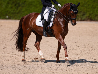 Obraz premium Dressage riding, dressage rider warming up before the 