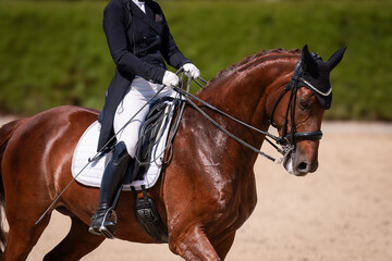 Obraz premium Dressage riding, dressage rider warming up before the 