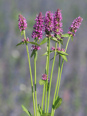 Purple flowers of common hedgenettle plant on a blue meadow in summer, Stachys officinalis