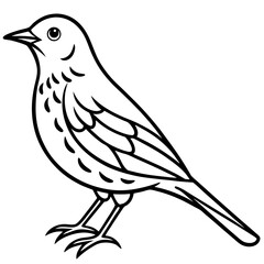 Elegant Thrush Bird Line Art