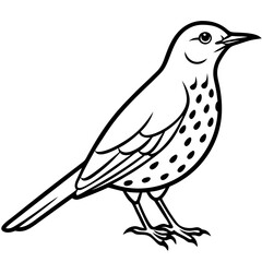Elegant Thrush Bird Line Art