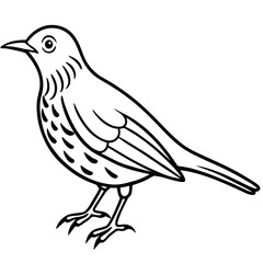 Elegant Thrush Bird Line Art