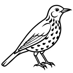 Elegant Thrush Bird Line Art
