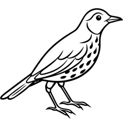 Elegant Thrush Bird Line Art