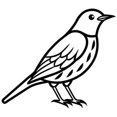 Elegant Thrush Bird Line Art