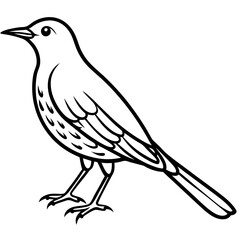 Obraz premium Elegant Thrush Bird Line Art