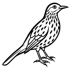 Elegant Thrush Bird Line Art