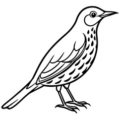 Elegant Thrush Bird Line Art