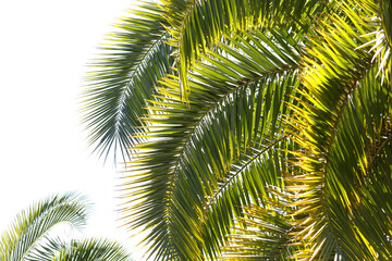 Obraz premium A palm tree with green leaves is shown in the foreground