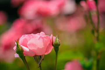 神代植物公園に咲くピンク色のバラ