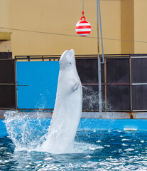 A white whale jumps out of the water in a pool