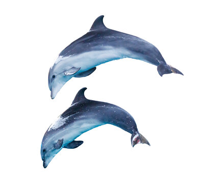 Two dolphins isolated on white background