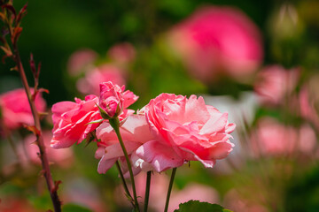 神代植物公園に咲くピンク色のバラ