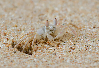 A small crab is walking on the sand
