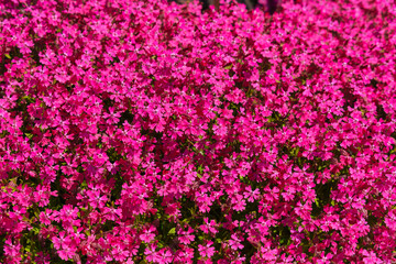 A field of pink flowers with a bright, cheerful mood