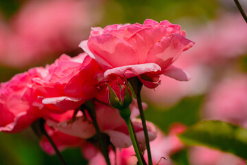 神代植物公園に咲くピンク色のバラ