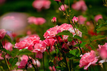 神代植物公園に咲くピンク色のバラ